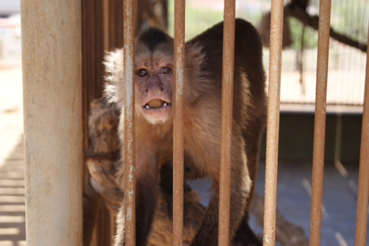 Aruba - “Zullen we ruilen?”