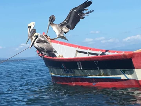 Honduras - Pelikaan boat