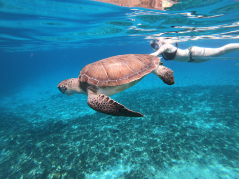 Curaçao - Go Pro Turtle