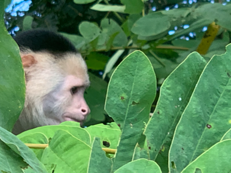 Bocas del Toro - Serieus business