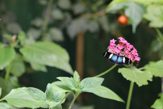Costa Rica in drie weken