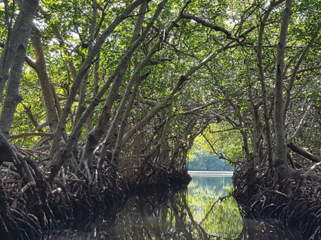 Roatán - Mangroves