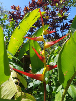 Roatán - Tropical flower