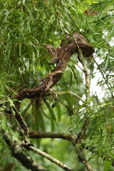 Tortuguero National Park - Boa constrictor