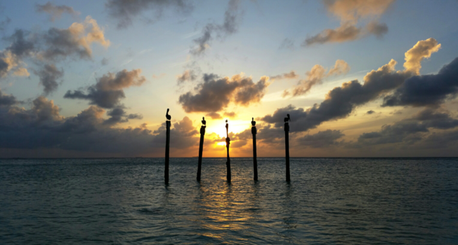 Aruba - Pelikanen op houten palen bij een prachtige zonsondergang