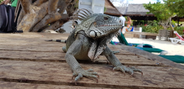Curaçao - Leguaan