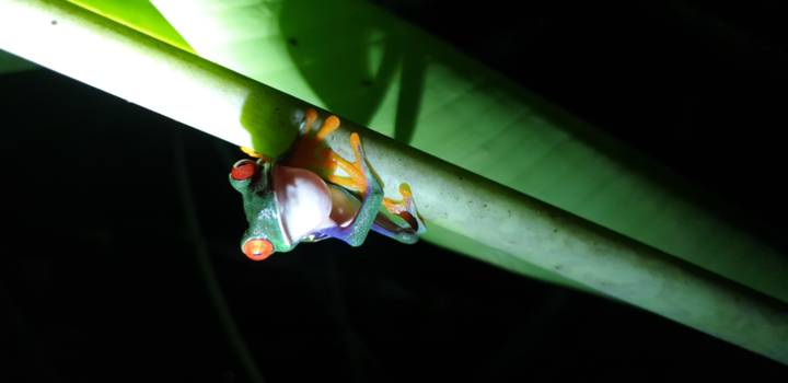 Costa Rica - Kikker!