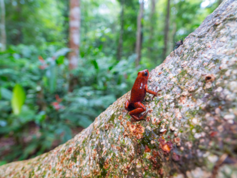 Cahuita National Park - Mini Moordenaar