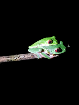 Costa Rica - Night Tour Love