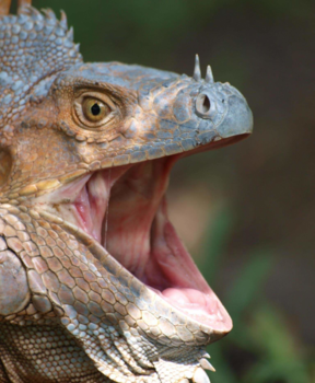 Costa Rica - Don't mess with me!!