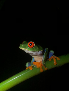 Rondreis hoogtepunten Costa Rica - Hoe later de avond hoe mooier de kikker