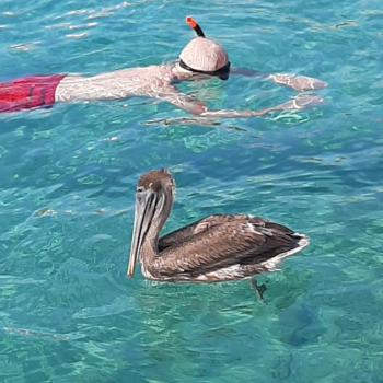 Curaçao - Op zoek naar wildlife