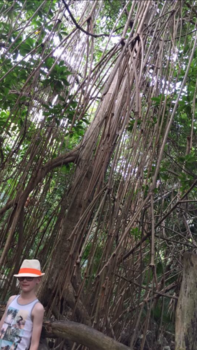 Mexico - Mysterieuze mangroves