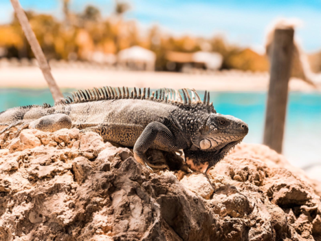 Curaçao - Leguaan