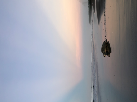 Costa Rica - Schildpad richting zee in ostinal