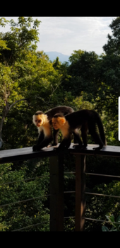 Costa Rica - Pura Vida