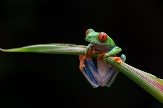 Rondreis Noord-Costa Rica - Kikker balanceert