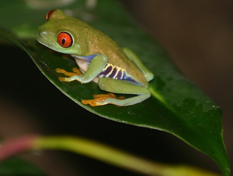 Costa Rica in drie weken - RoodoogMaki kikker