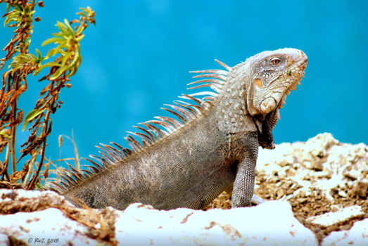 Westpunt - Westpunt Curaçao - leguaan op de hoge klip