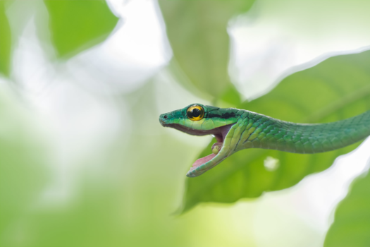 Costa Rica - Wie het eerst komt, eet het eerst.