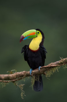 Costa Rica - Het zijn niet alleen mooie veren die mooie vogels maken.
