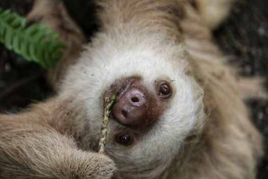 Costa Rica - Sloth