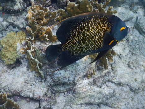 Bonaire - Deep in de zee
