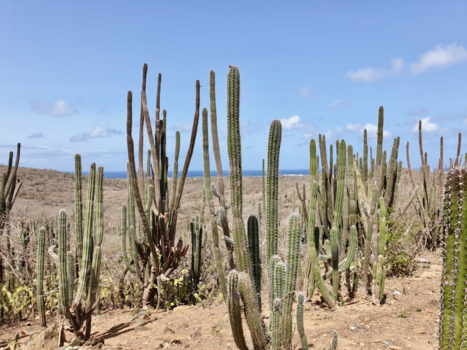 Aruba - Can’t touch this