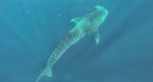 Mexico - I swam with a whale shark