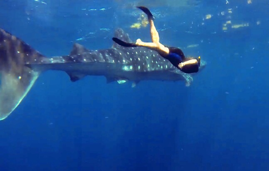 Mexico - Wedstrijd zwemmen, walvishaai aan kop