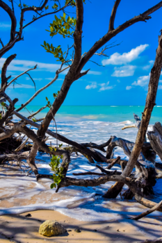 Cuba - Cayo Jutias
