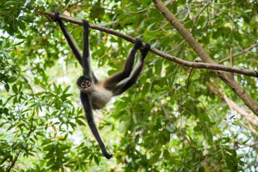 Mexico - Hold on tight spidermonkey