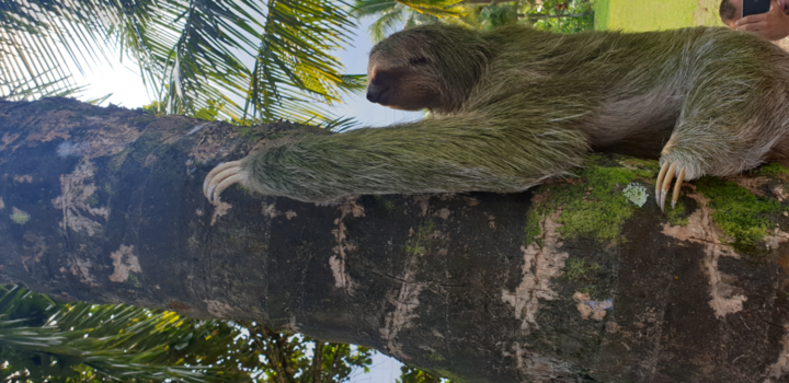 Costa Rica - Luiaard zoekt slaapplaats