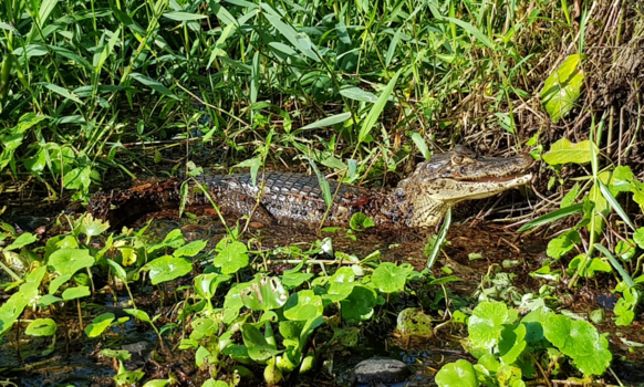 Costa Rica - See you later, alligator