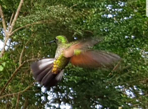 Monteverde Cloud Forest Reserve - I believe I can fly