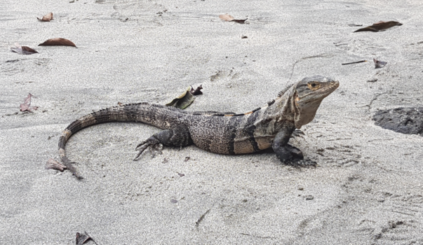 Manuel Antonio National Park - Draw me like one of your French girls