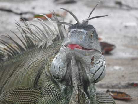 Costa Rica - Lekker wat bananen