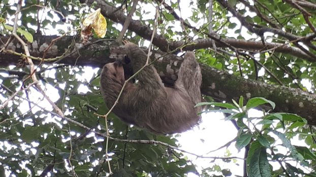 Costa Rica - Een inderdaad hele luie luiaard..