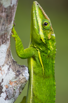 Rondreis Oost-Cuba - Cubaanse kameleon