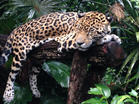 Belize - Sleeping beauty