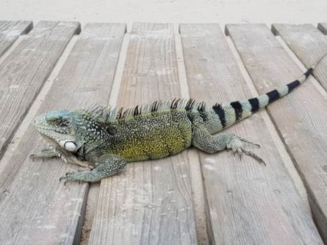 Curaçao - Easy going