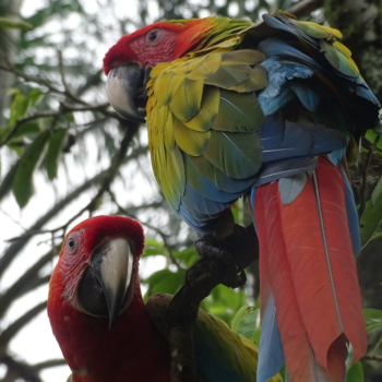 Costa Rica - Fauna in Costa Rica