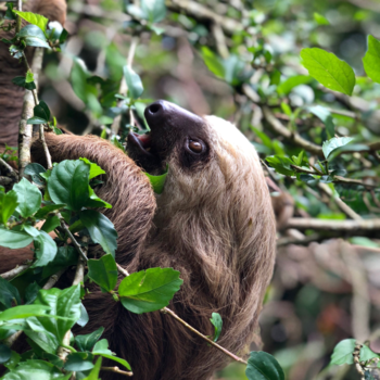 Costa Rica in drie weken - Sloth