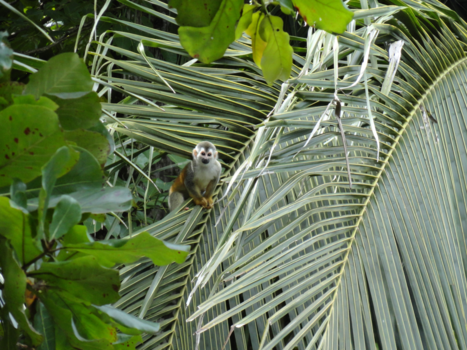 Costa Rica - Nieuwsgierig aapje