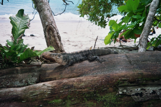 Costa Rica in drie weken - zwarte leguaan manuel antonio NP