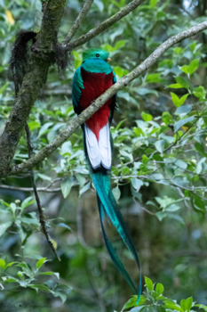 Costa Rica - Quetzal