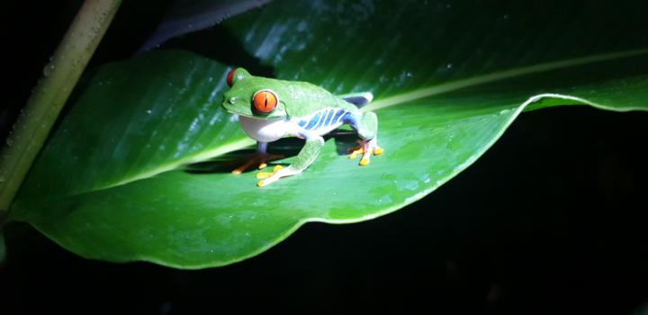 Costa Rica - Costa Ricaans fotomodelletje