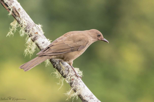 Costa Rica - Nationale vogel van Costa Rica