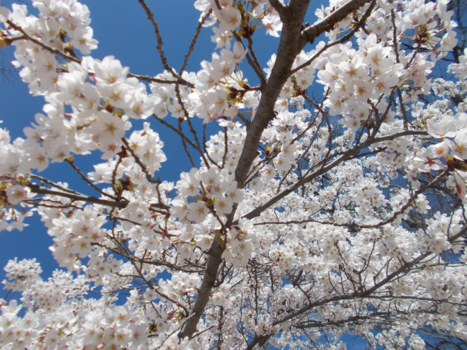 Curaçao Sea Aquarium - Special moments  Washington