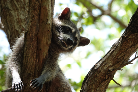 Rondreis Yucatán - Racoon